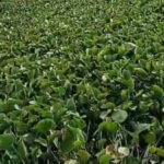 Neer - Churiyala Pond Restoration Project 2 - NEER Neer - Churiyala Pond Restoration Project 1