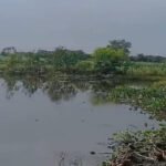 Neer - Churiyala Pond Restoration Project 3 - NEER Neer - Churiyala Pond Restoration Project 1