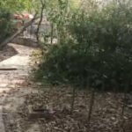 Neer - Lake and Park Restoration Project - NEER Neer - Lake and Park Restoration Project